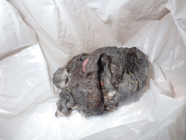 洗濯にあった糸くず